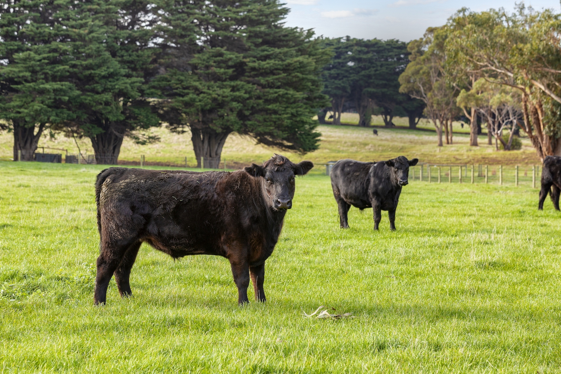 House Sold 178180 Boyds Road, Flinders